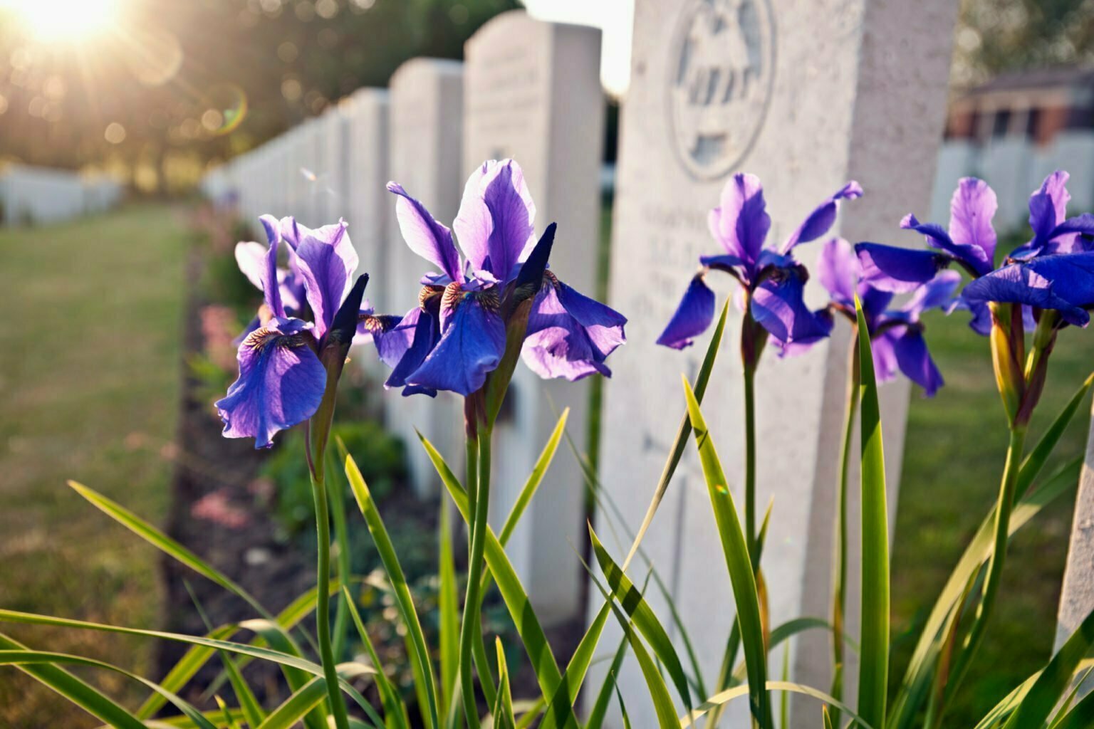 flowers growing on grave