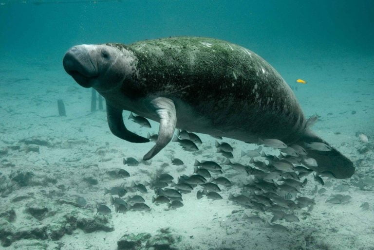 a sea animal under water