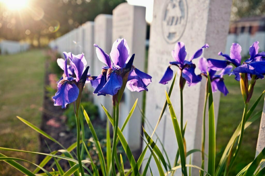 flowers growing on grave